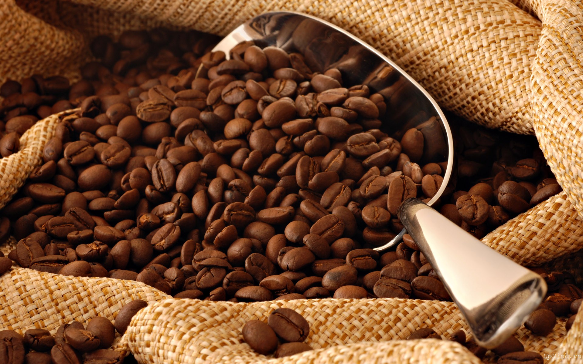 Cà phê Arabica được đánh giá cao hơn các dòng khác.